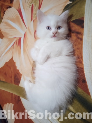 Persian cat